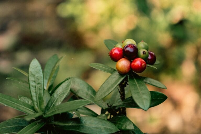 哥倫比亞帕斯朵拉之丘藝伎：水洗處理法的花香極致表現