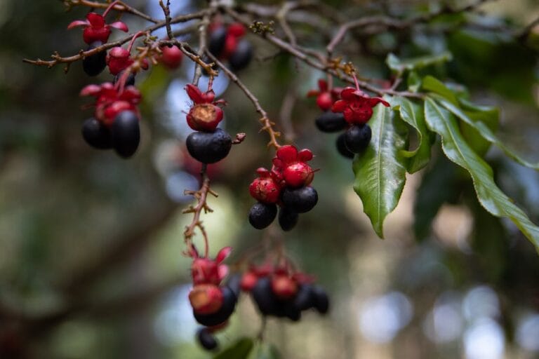 雙重厭氧發酵咖啡：天堂莊園如何創造荔枝玫瑰奇蹟
