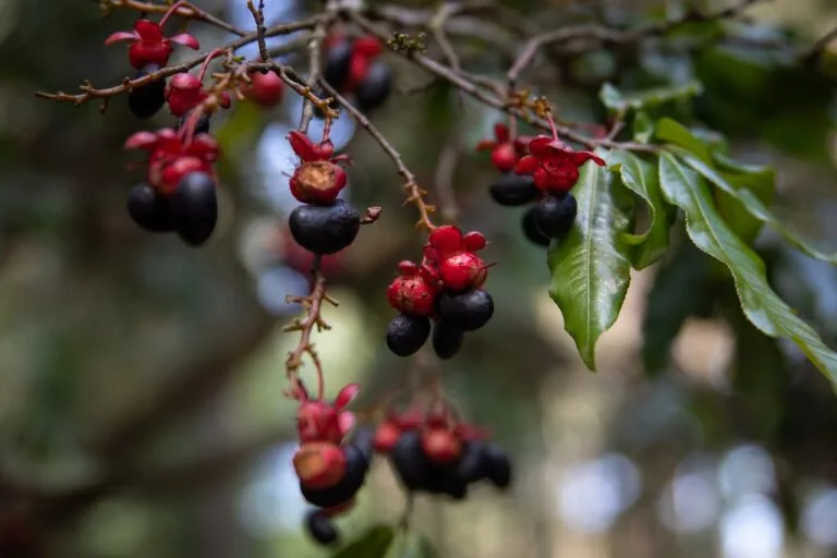 雙重厭氧發酵咖啡：天堂莊園如何創造荔枝玫瑰奇蹟
