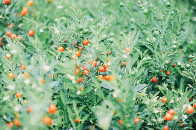 奇洛索咖啡品種完全指南：衣索比亞血統遇見哥倫比亞風土