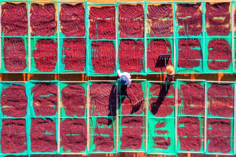 蜜處理咖啡完全指南：白蜜、黃蜜、紅蜜、黑蜜到葡萄乾蜜處理的風味光譜