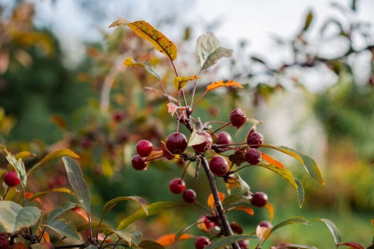 班奇馬吉原生藝伎：探索衣索比亞藝伎咖啡的神秘起源