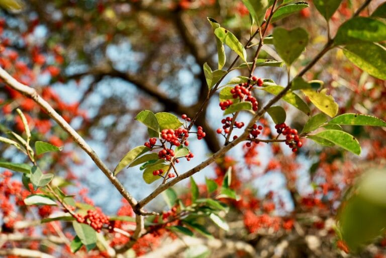 宏都拉斯日曬咖啡完全指南：從聖文森處理廠到極致風味體驗