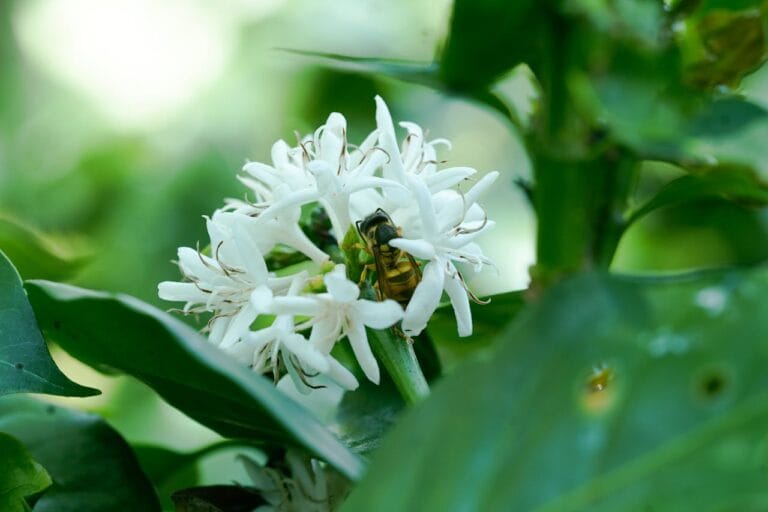 衣索比亞耶加雪菲天使藝伎咖啡：果丁丁產區水洗處理的花果香極致