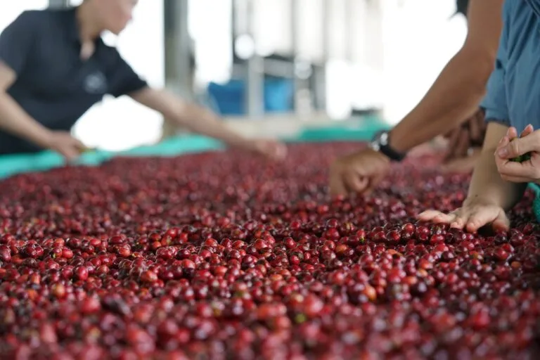 哥斯大黎加葡萄乾蜜處理咖啡：音樂家海頓的平衡甜美風味